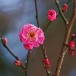 春分で本格的に2018年が始まる！準備をしておきたい2018年3月4週目の運気