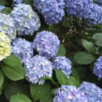 口癖に注意！双子座新月に向けて夢をゲットする2018年６月３週目の運気