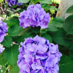 蟹座火星の影響で決断を促される2017年6月5週目の運気