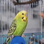 双子座と水星逆行2013